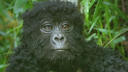 猩猩特工,揭秘神秘特工组织的传奇故事