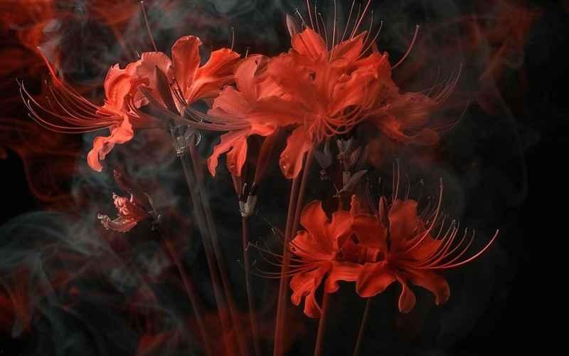 幽冥花开,探寻神秘世界的奇幻之旅